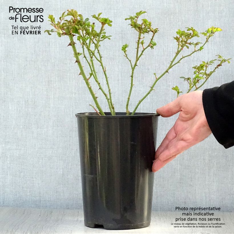 Amostra de Rosier arbustif Rush Vaso de 4 L/5 L tal como entregue no inverno