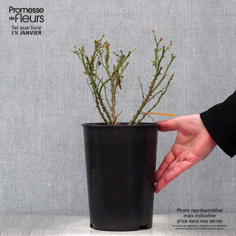 Amostra de Rosier arbustif Soul Vaso de 4 L/5 L tal como entregue no inverno