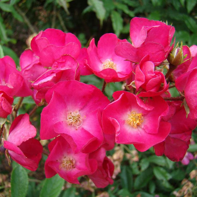 Roseira arbustiva Vif Eclat - Rosa x moschata (Floração)