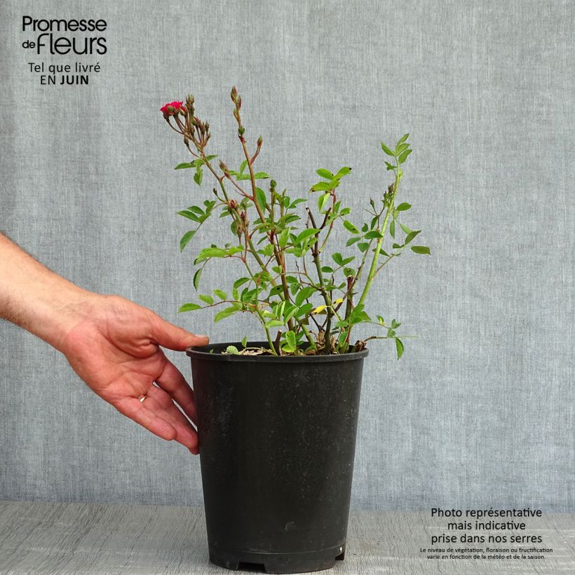 Amostra de Roseira arbustiva Vif Eclat - Rosa x moschata Vaso de 4 L/5 L tal como entregue na primavera