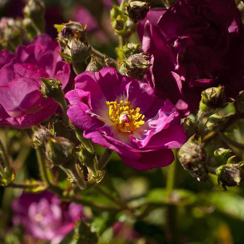Roseira arbustiva Violet Hood - Rosa (Floração)