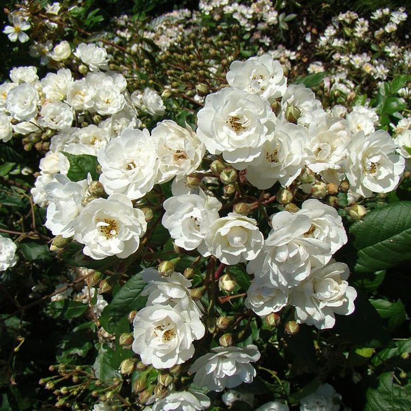 Roseira arbustiva Waterloo (Floração)