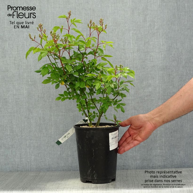 Amostra de Roseira arbustiva Waterloo Vaso de 4 L/5 L tal como entregue na primavera