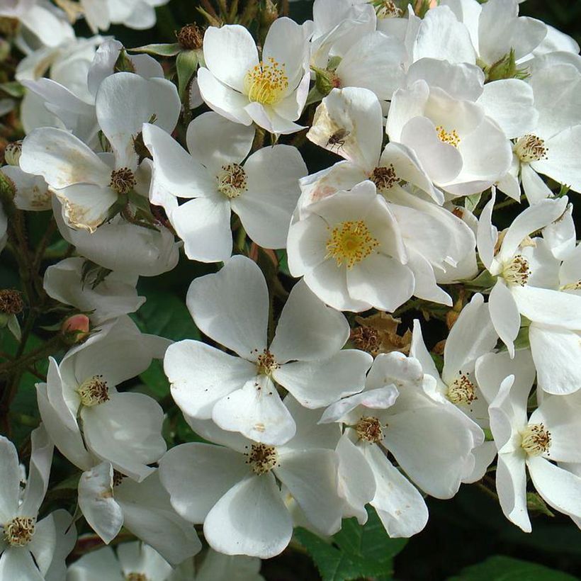 Roseira arbustiva White Magic (Floração)