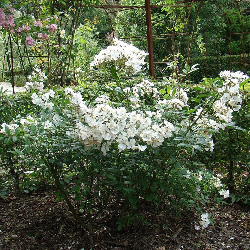 Roseira arbustiva White Magic (Hábito)