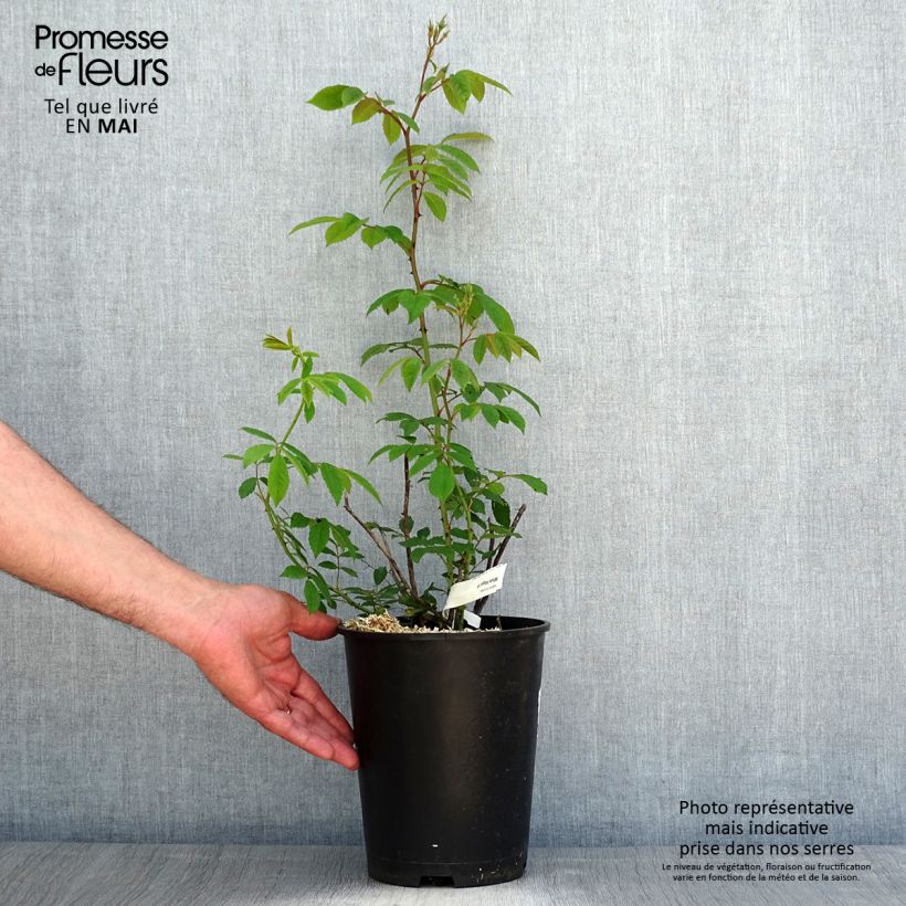 Amostra de Roseira arbustiva White Magic Vaso de 4 L/5 L tal como entregue na primavera