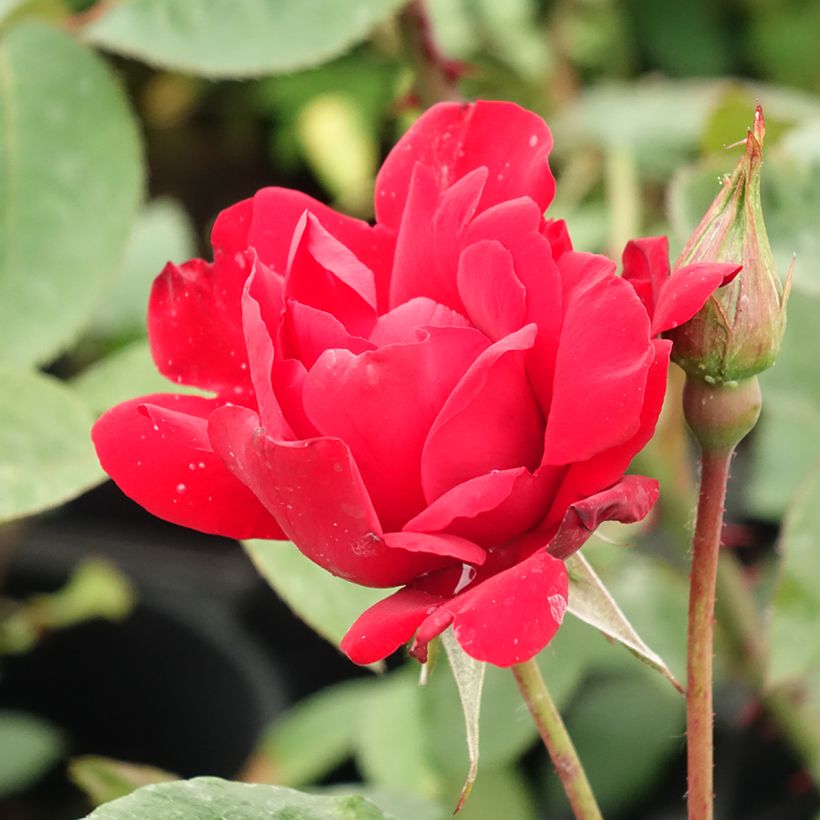 Roseira arbustiva Grand Hotel - Rosa (Floração)