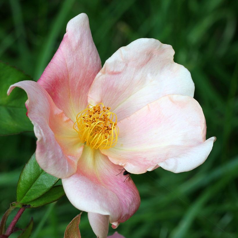 Roseira brava Mutabilis (Floração)