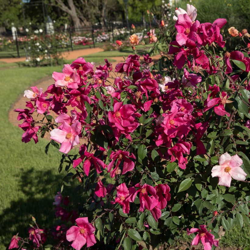 Roseira brava Mutabilis (Hábito)