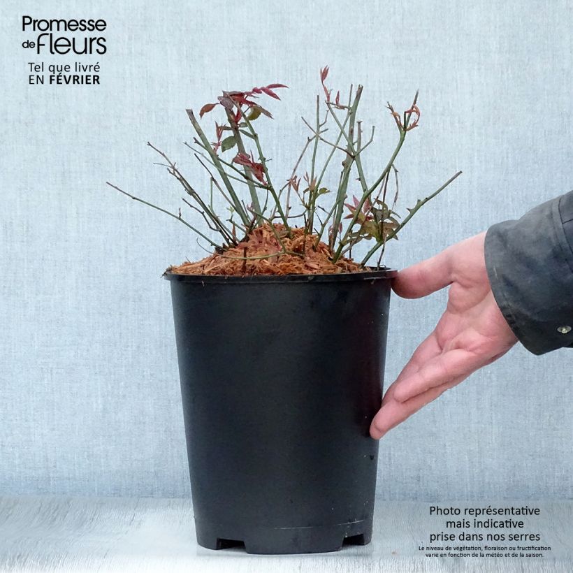 Amostra de Roseira brava Mutabilis Vaso de 4 L/5 L tal como entregue no inverno