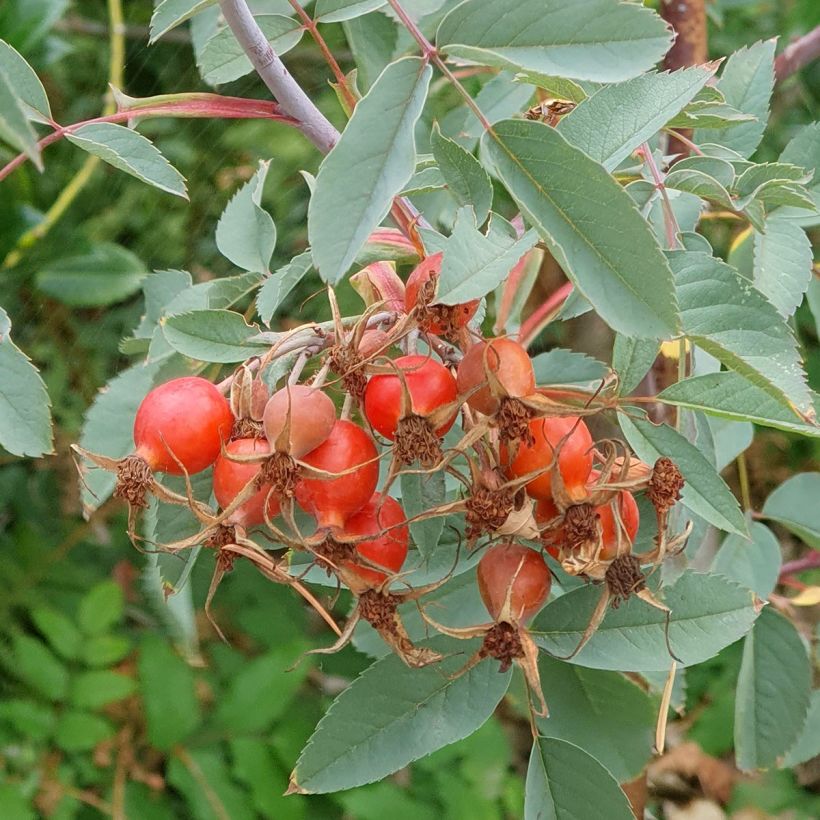 Rosa glauca - Roseira brava (Colheita)