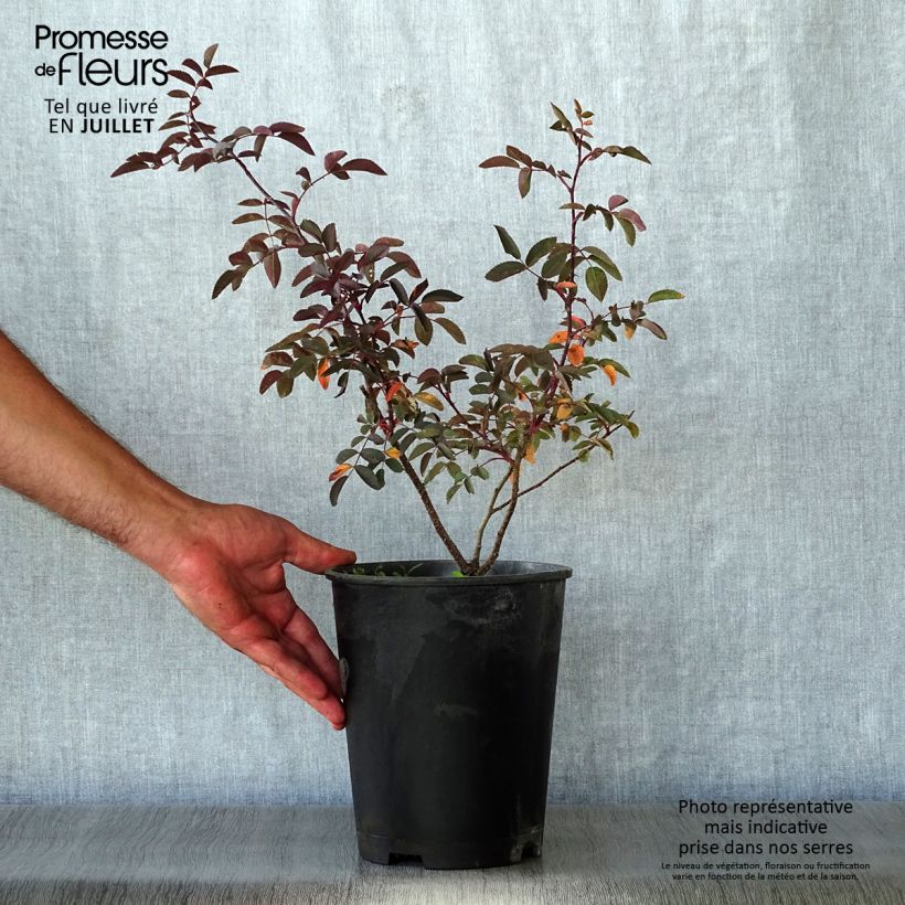 Amostra de Rosa glauca - Roseira brava Vaso de 2 L/3 L tal como entregue no verão