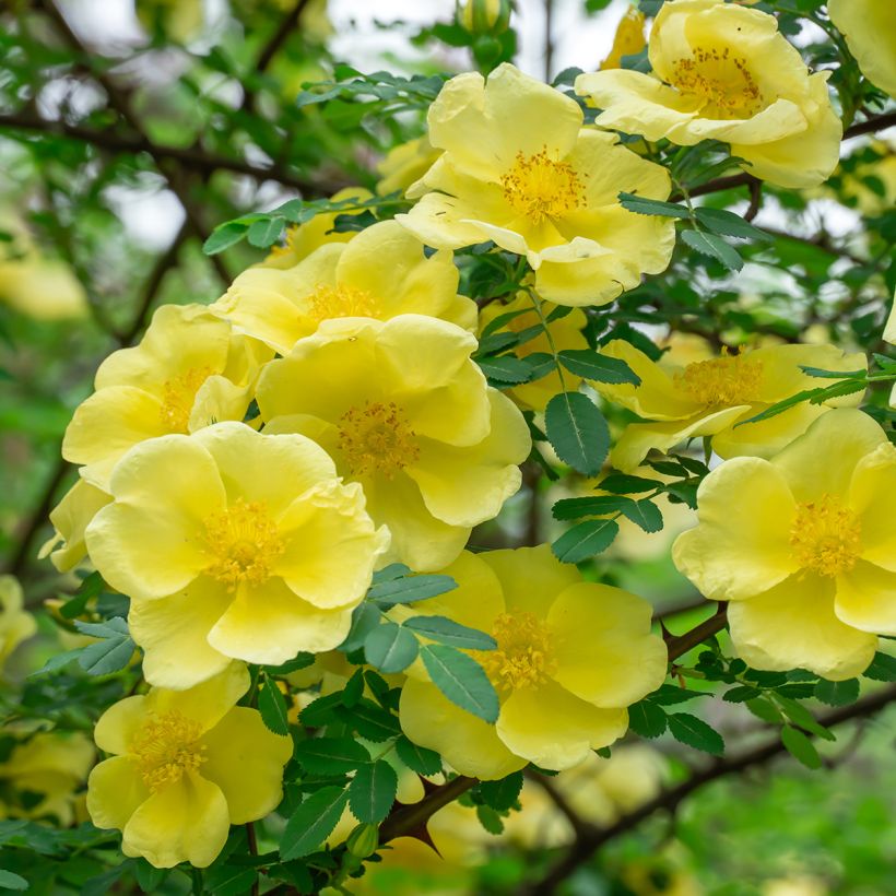 Rosa hugonis - Roseira brava (Floração)