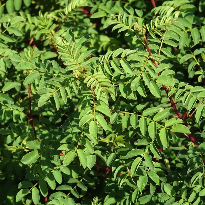 Rosa hugonis - Roseira brava (Folhagem)
