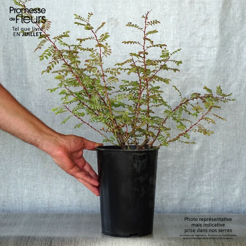 Amostra de Rosa hugonis - Roseira brava Vaso de 3 L/4 L tal como entregue no verão