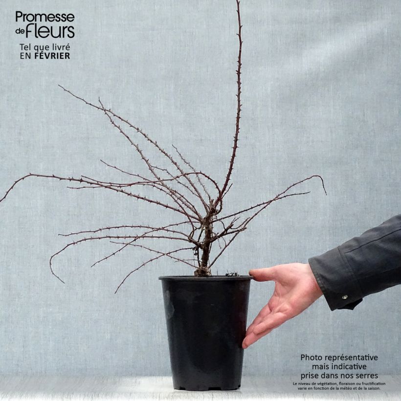 Amostra de Rosa hugonis - Roseira brava Vaso de 3 L/4 L tal como entregue no inverno