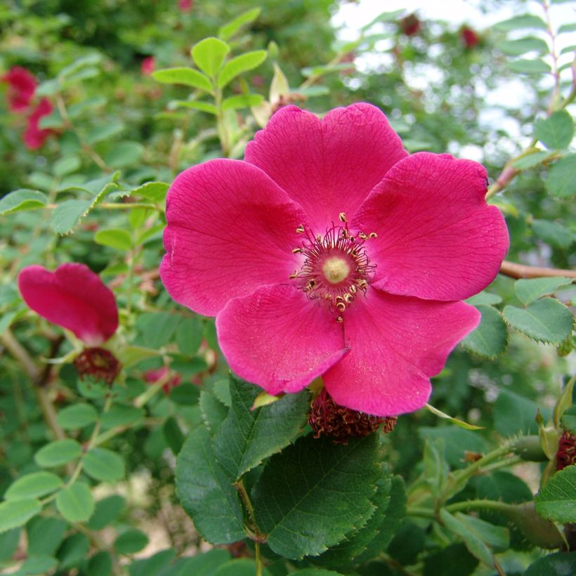 Rosa moyesii Geranium (Floração)
