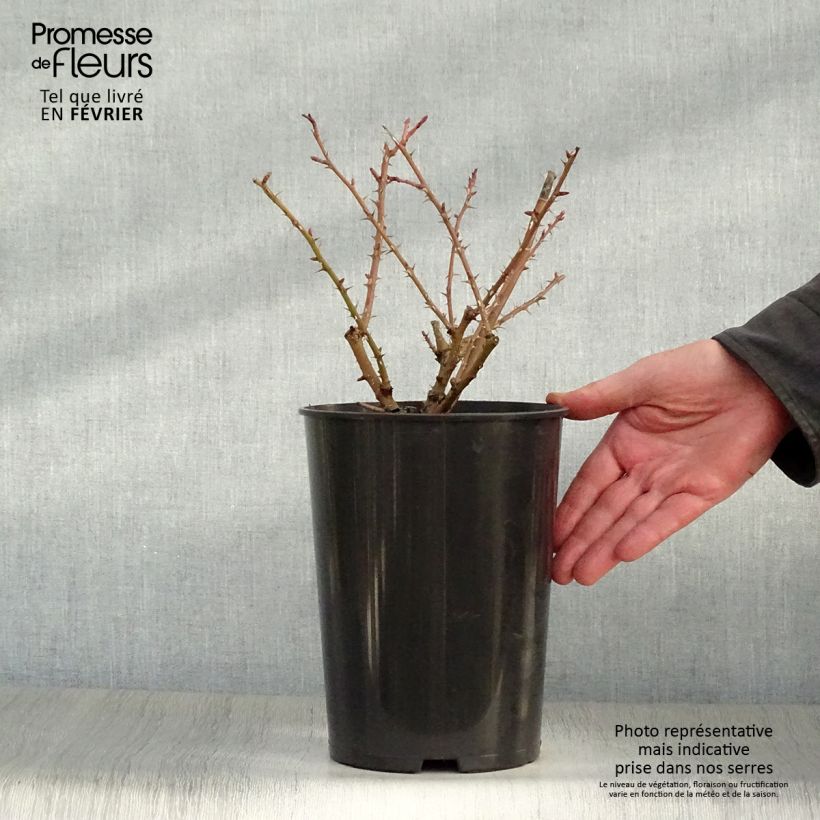 Amostra de Rosa moyesii Geranium Vaso de 3 L/4 L tal como entregue no inverno