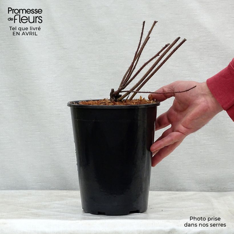 Amostra de Rosa nitida - Roseira brava Vaso de 2 L/3 L tal como entregue na primavera