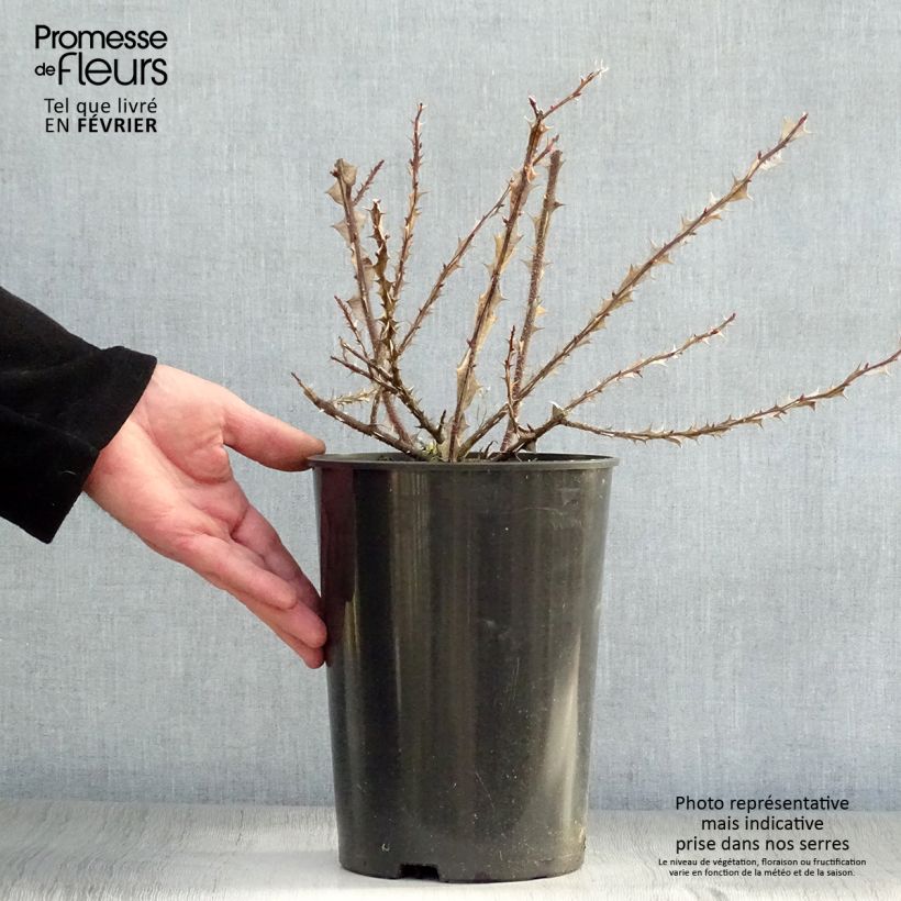 Amostra de Rosa omeiensis Pteracantha Vaso de 4 L/5 L tal como entregue no inverno