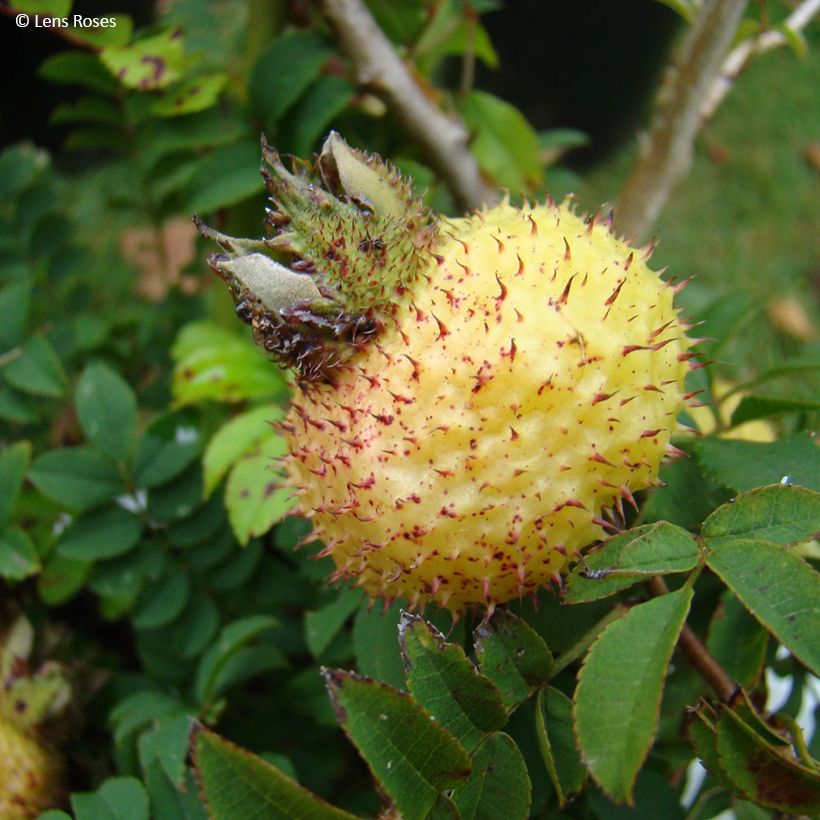 Roseira brava Lampion (Colheita)