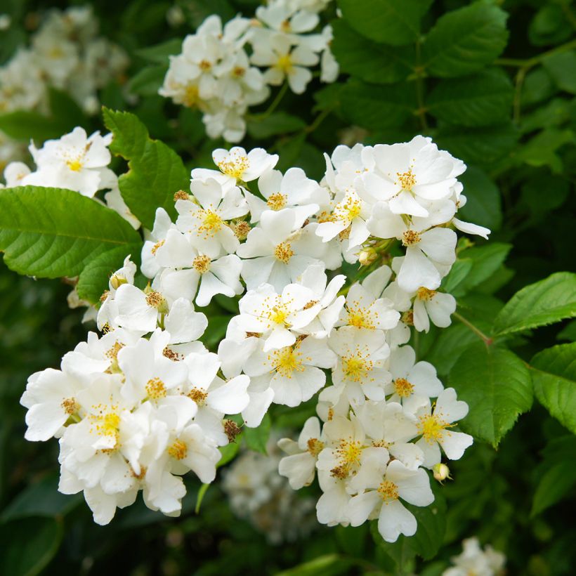 Rosa multiflora - Roseira trepadora (Floração)