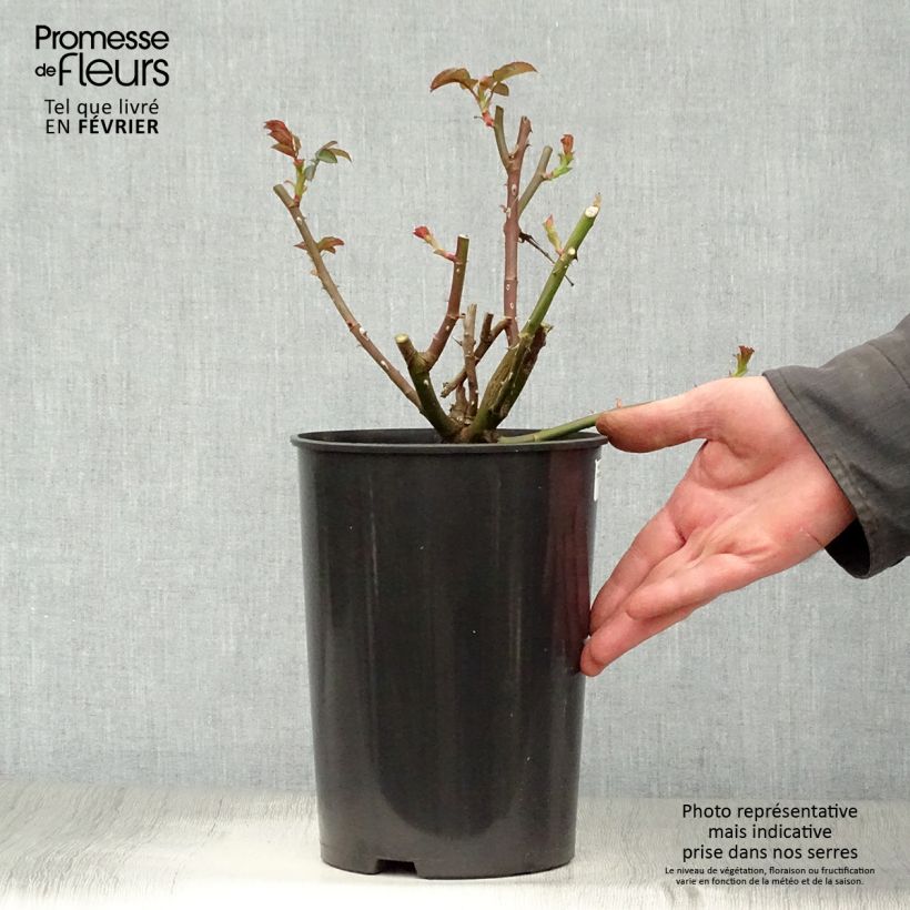 Amostra de Roseira arbustiva Nostalgic Rose Vaso de 4 L/5 L tal como entregue no inverno