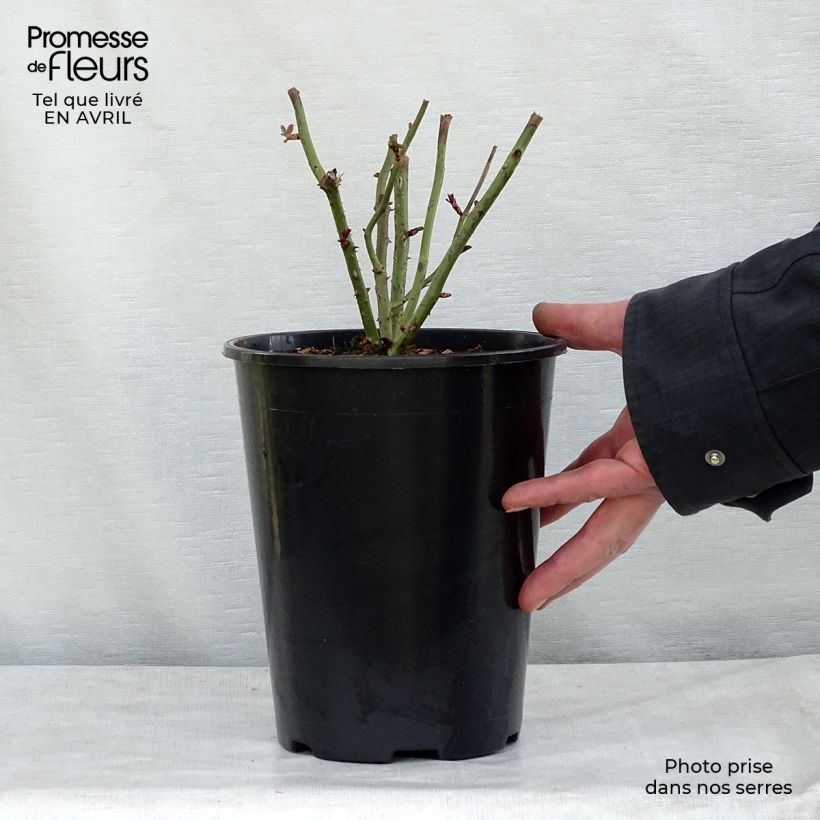 Amostra de Roseira arbustiva Kaffe Fassett Vaso de 2 L/3 L tal como entregue na primavera