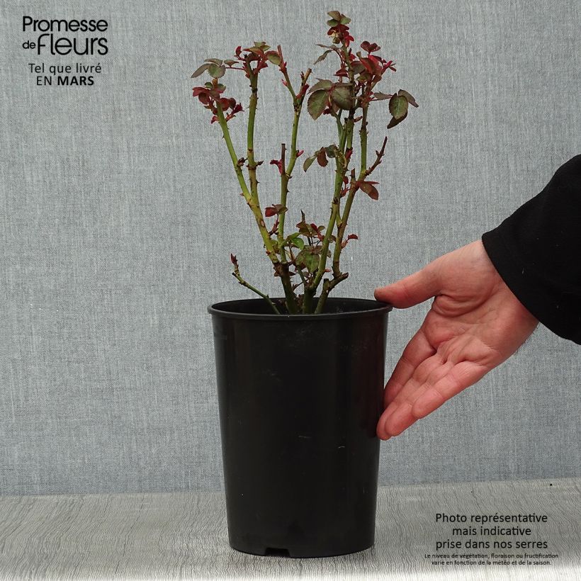 Amostra de Rosier buisson Kaffe Fassett Vaso de 2 L/3 L tal como entregue no inverno