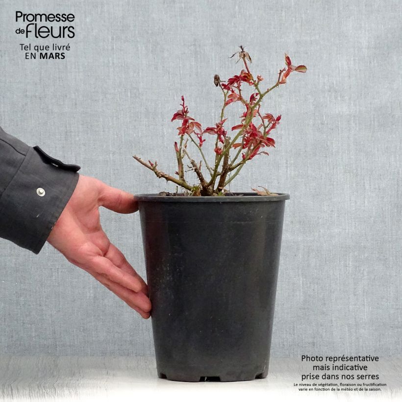 Amostra de Roseira miniatura Amber Sun Vaso de 2 L/3 L tal como entregue na primavera