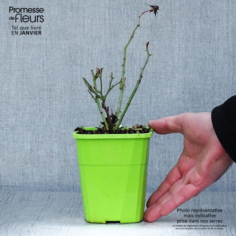 Amostra de Rosier couvre-sol Amica Vaso de 1,5 L/2 L tal como entregue no inverno