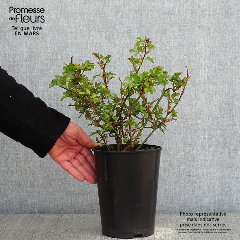 Amostra de Rosier couvre-sol Amica Vaso de 3 L/4 L tal como entregue no inverno