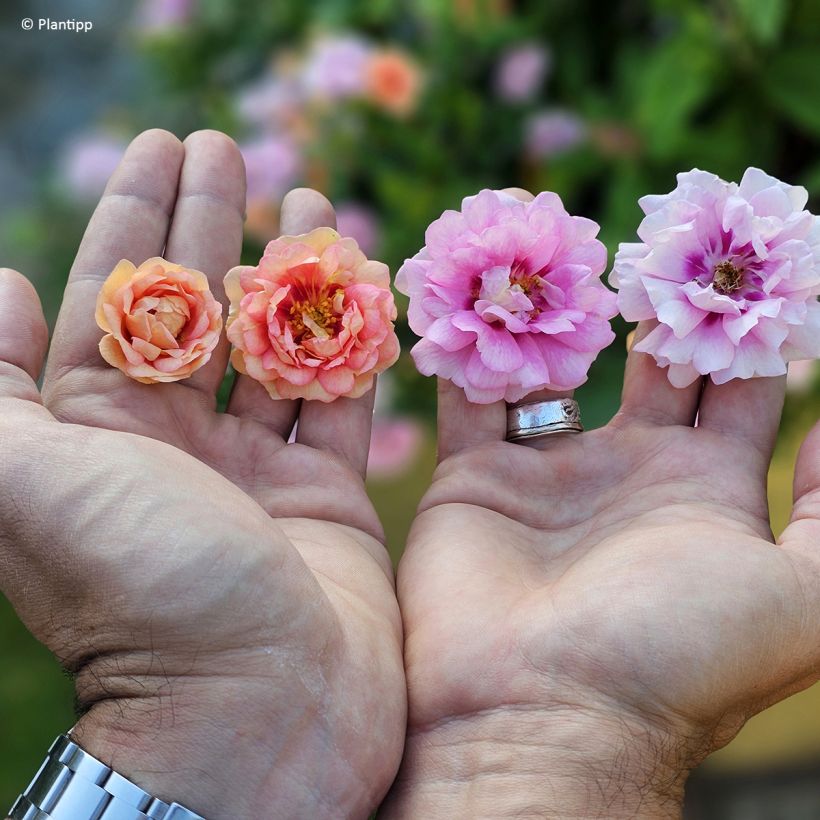 Roseira miniatura Amirose (Floração)