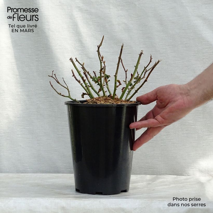 Amostra de Rosier couvre-sol Country Dream Vaso de 3 L/4 L tal como entregue no inverno