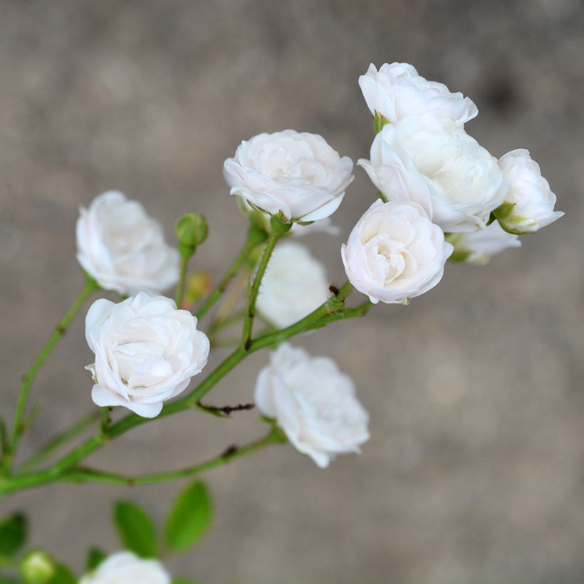 Roseira miniatura White Fairy (Floração)