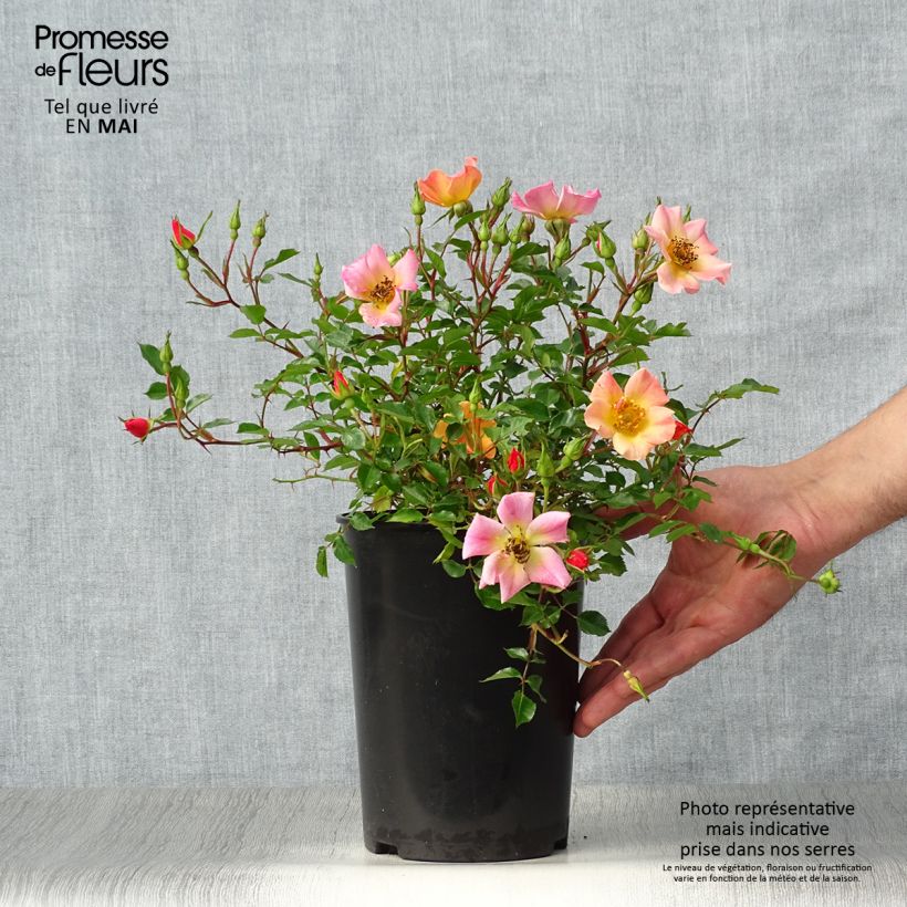 Amostra de Roseira miniatura Happy Chappy Vaso de 3 L/4 L tal como entregue na primavera