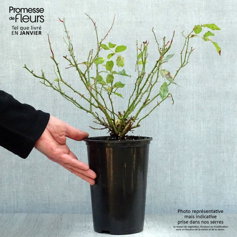 Amostra de Roseira miniatura Larissa Vaso de 3 L/4 L tal como entregue no inverno