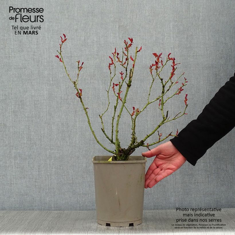 Amostra de Rosier couvre-sol Mainaufeuer Vaso de 4 L/5 L tal como entregue no inverno