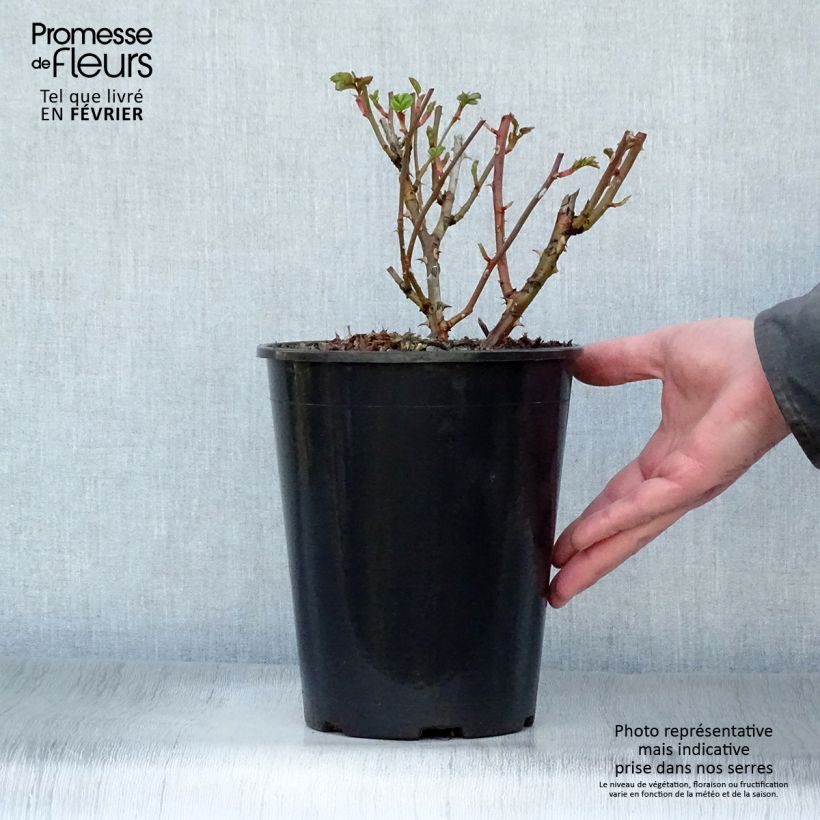 Amostra de Rosier couvre-sol Marondo Vaso de 2 L/3 L tal como entregue no inverno