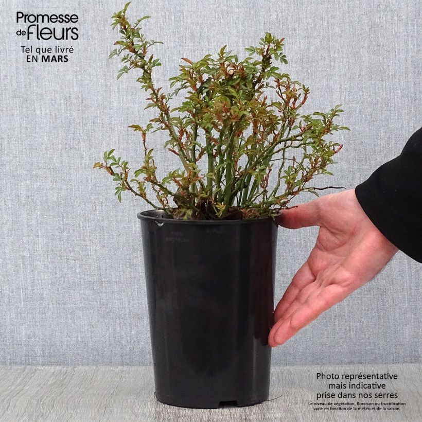 Amostra de Rosier couvre-sol Nozomi  Vaso de 1 L/1,5 L tal como entregue no inverno