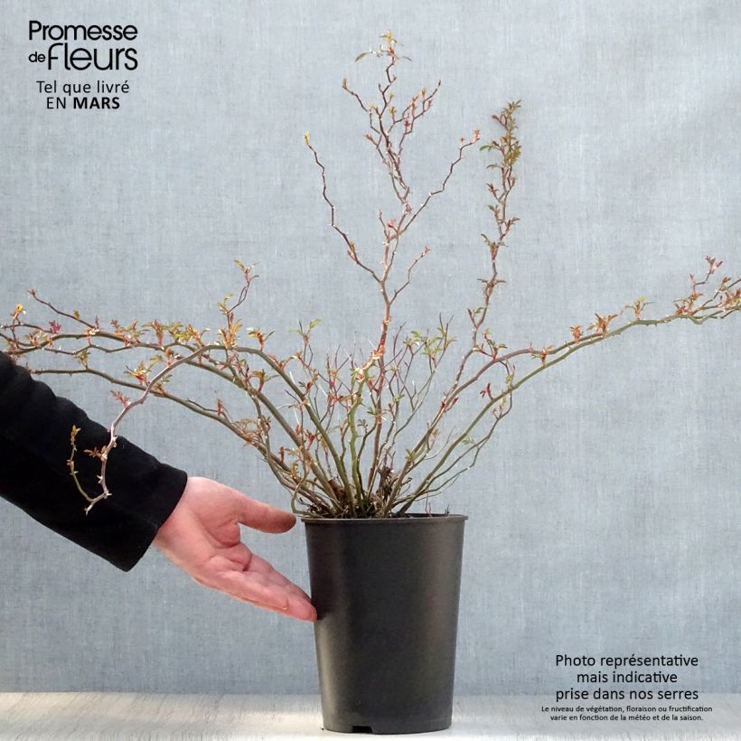 Amostra de Roseira miniatura Nozomi Vaso de 1 L/1,5 L tal como entregue na primavera