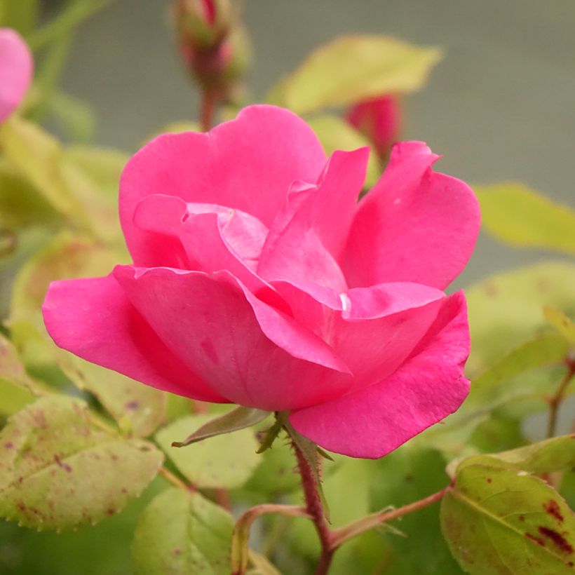 Roseira miniatura Pink Knock Out (Floração)