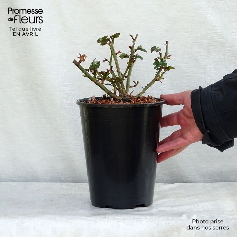 Amostra de Roseira miniatura Rigo® Aprikola Vaso de 2 L/3 L tal como entregue no inverno