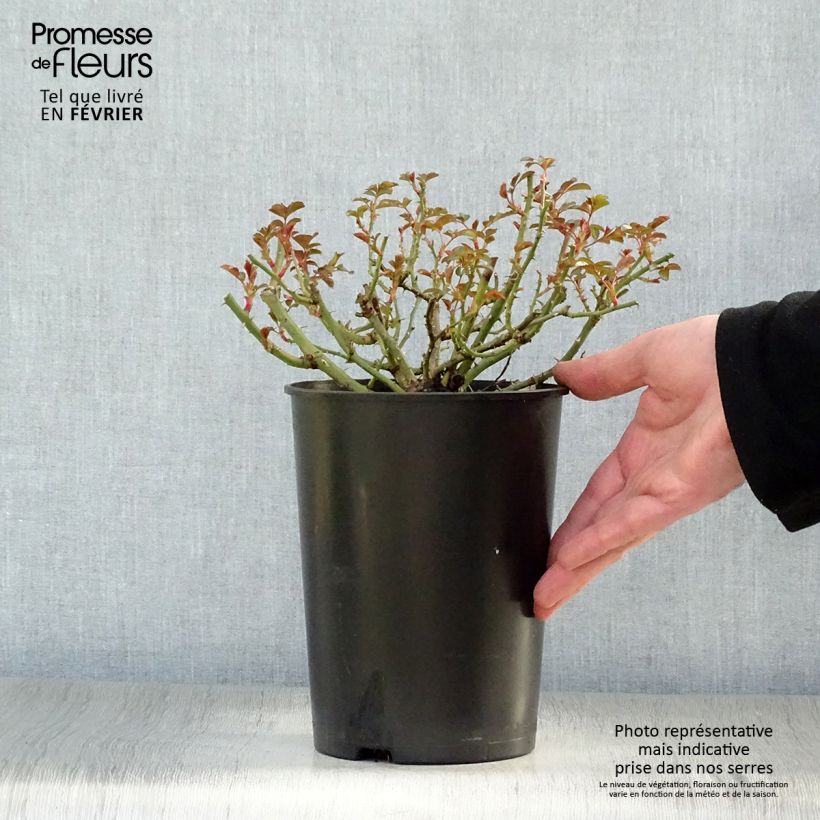 Amostra de Rosier couvre-sol Rigo Bonaparte Vaso de 2 L/3 L tal como entregue no inverno