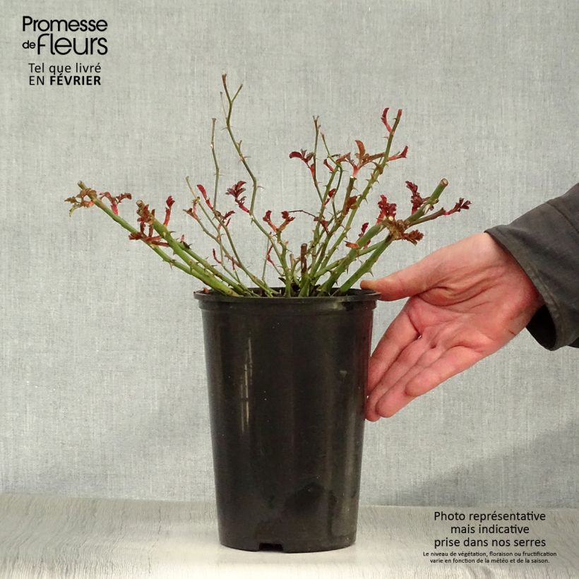 Amostra de Roseira miniatura Rigo® Neon Vaso de 2 L/3 L tal como entregue no inverno