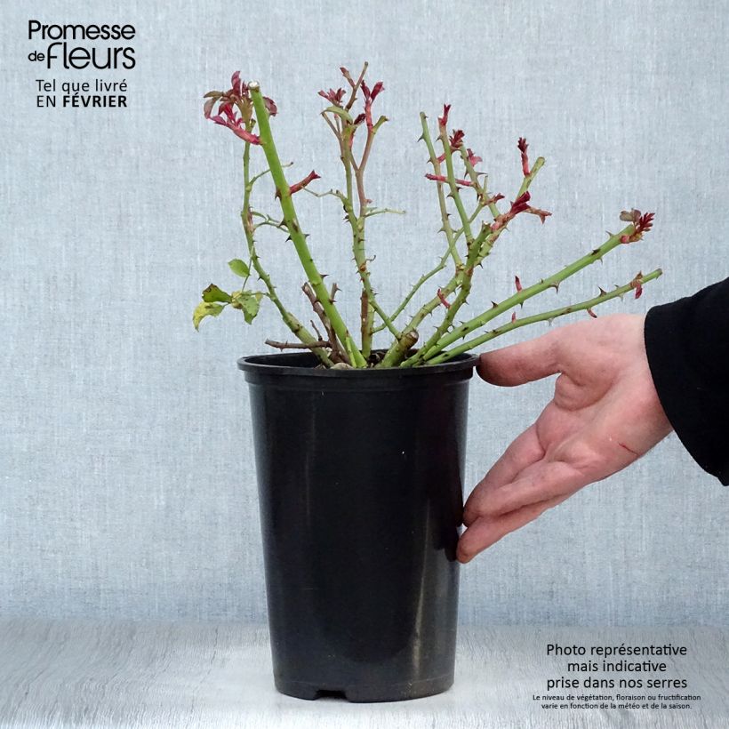 Amostra de Rosier couvre-sol Rigo Rotilia Vaso de 2 L/3 L tal como entregue no inverno