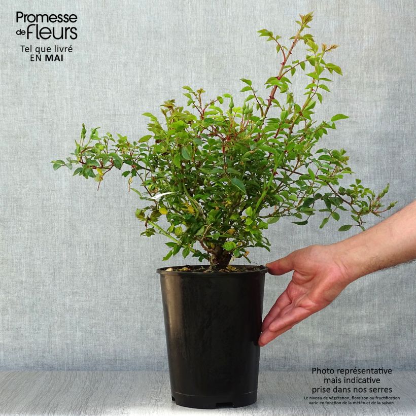 Amostra de Rosier couvre-sol Rouge Cascade Vaso de 2 L/3 L tal como entregue na primavera