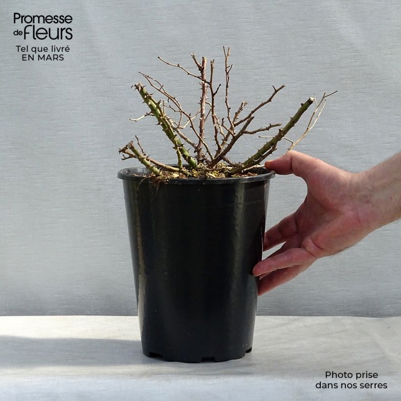 Amostra de Roseira miniatura Tapis Rouge Vaso de 2 L/3 L tal como entregue na primavera