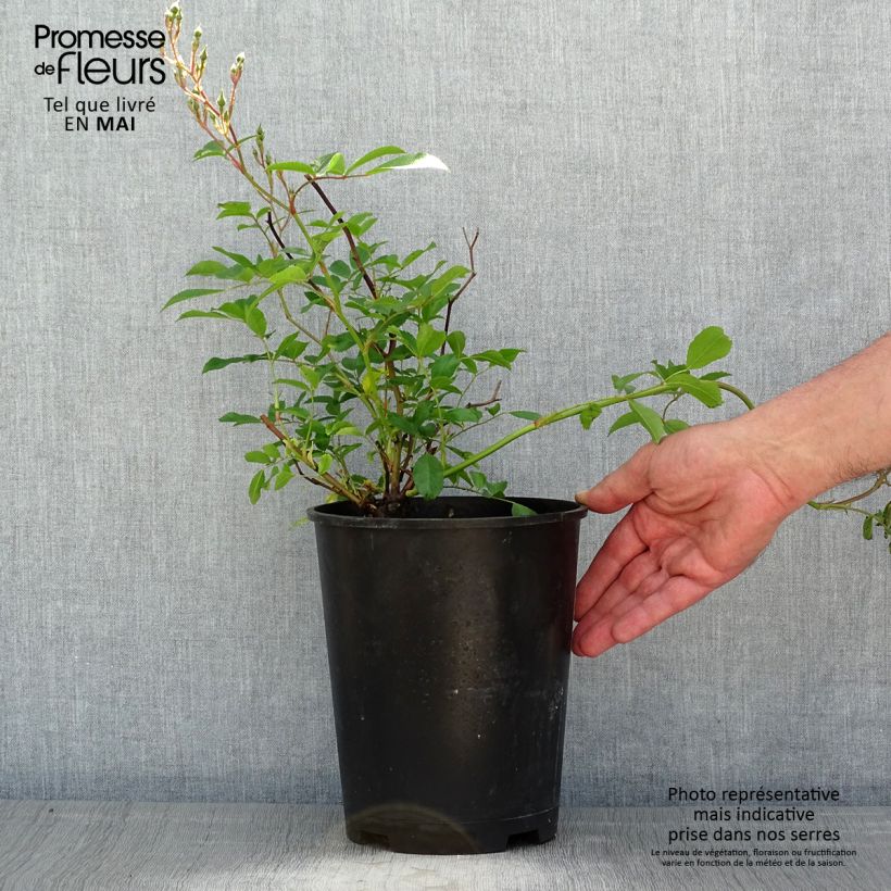 Amostra de Roseira miniatura Tapis Volant Vaso de 4 L/5 L tal como entregue na primavera