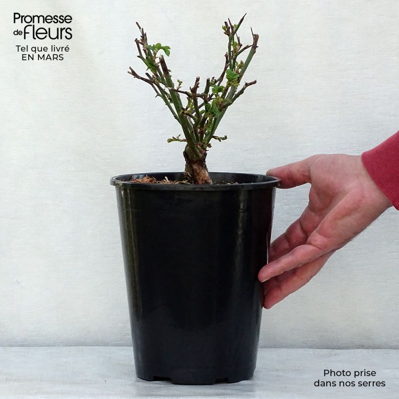 Amostra de Rosier couvre-sol The Fairy Vaso de 4 L/5 L tal como entregue no inverno